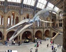 Natural History Museum unveils 'Dippy' the Diplodocus replacement