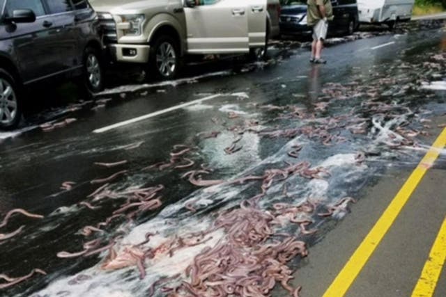 Slime eels, pictured on the Oregon Highway