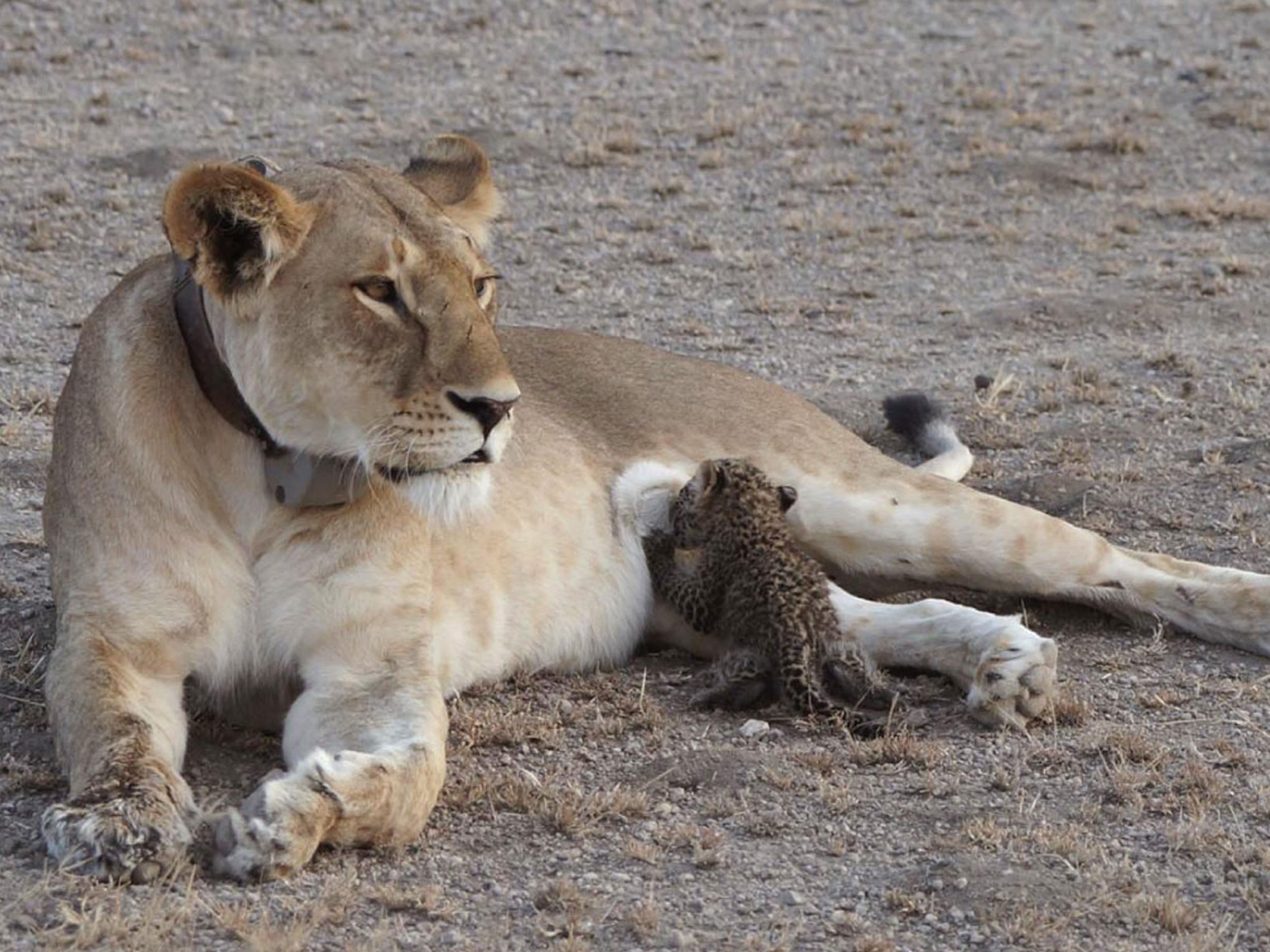 Nosikitok the lioness with the baby leopard