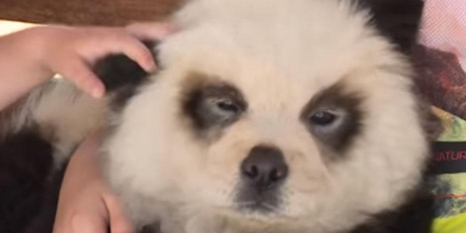 Man who dyed a chow chow black and white to look like a