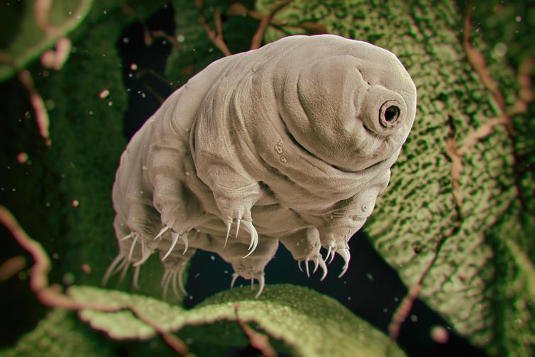 Some organisms from Earth, like tardigrades, are known to be able to survive in space
