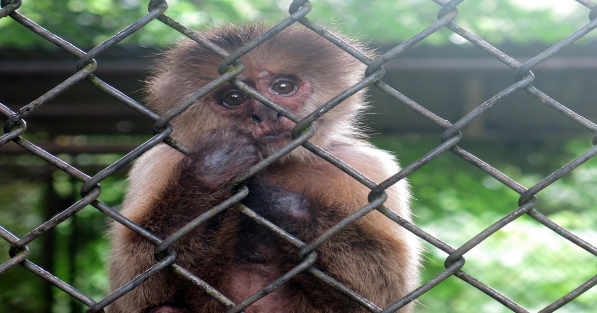 Orange-Headed 'Rally' Monkey Born at SF Zoo