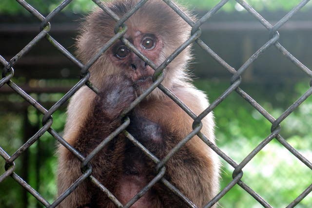 A monkey stares out from its enclosure at the Dr Juan A. Rivero Zoo in Mayaguez, Puerto Rico