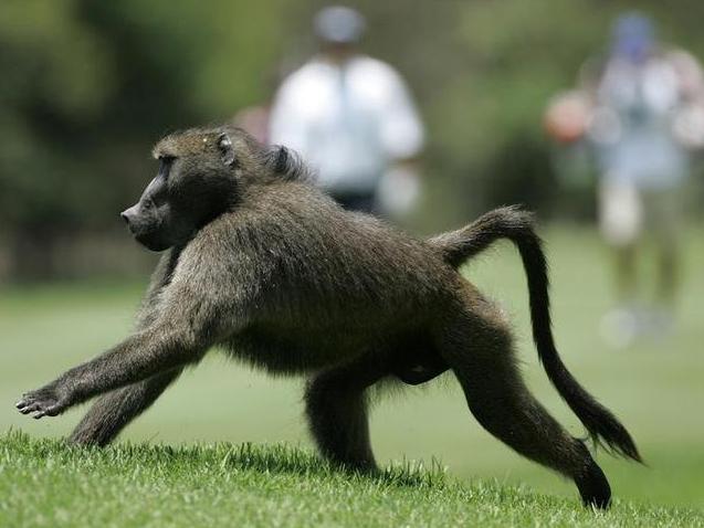 A baboon fleeing would-be captors