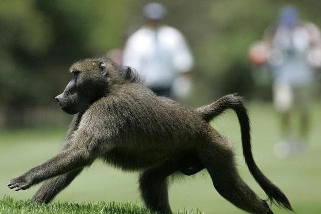 A baboon fleeing would-be captors