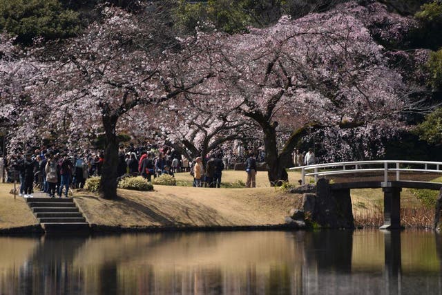 Japan's cherry blossom (seen here in Tokyo in 2017) is within reach for £248