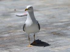 Woman who took seagull for walk banned from keeping wild animals