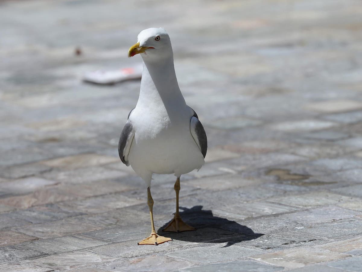 Woman who took seagull for walk on lead banned from keeping wild animals for a year