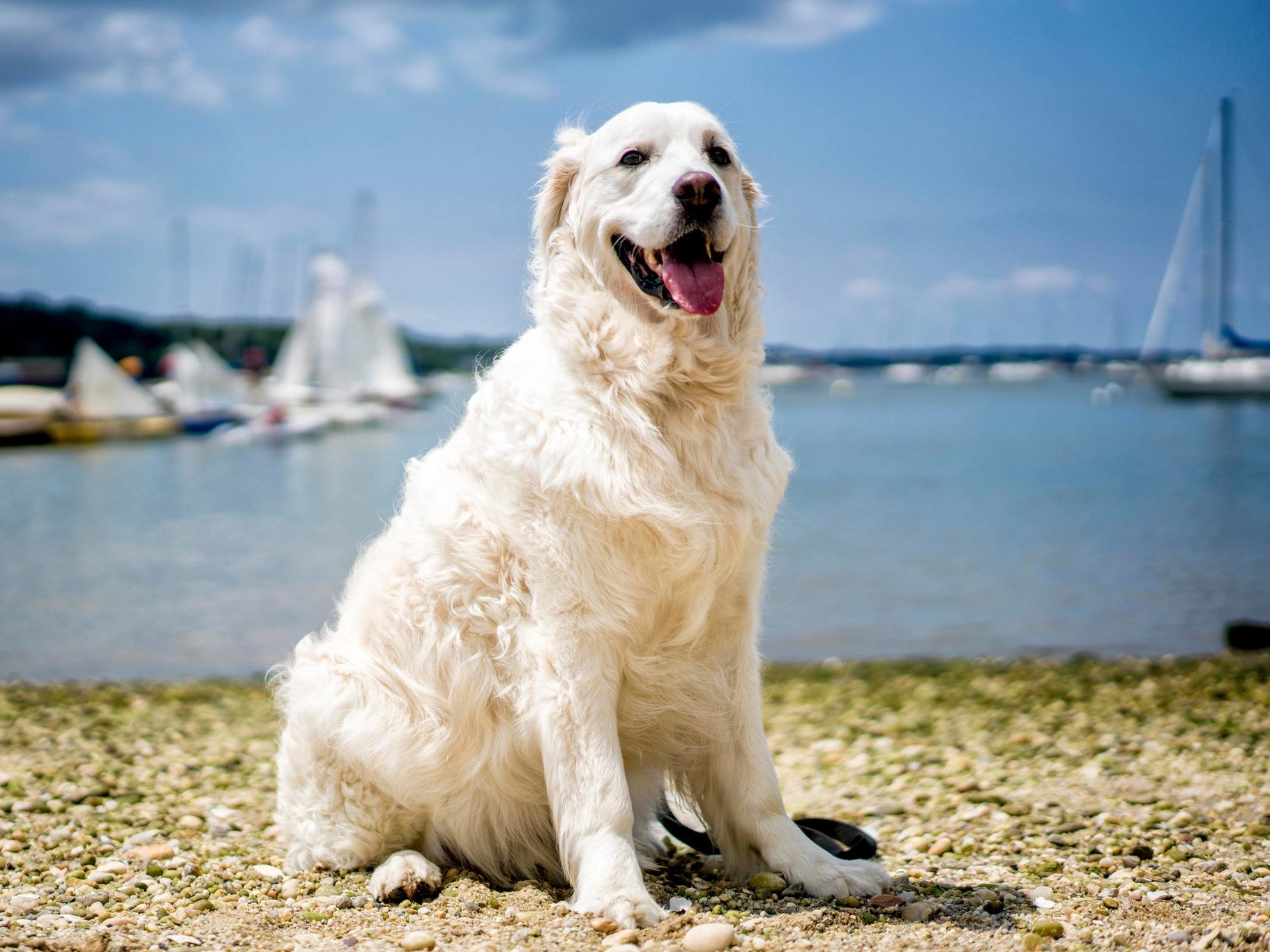 Storm, a six-year-old English golden retriever, pulled a fawn from Port Jefferson Harbor. The fawn is recovering at Save the Animals Rescue Foundation in Middle Island, New York (Johnny Milano/The New York Times )