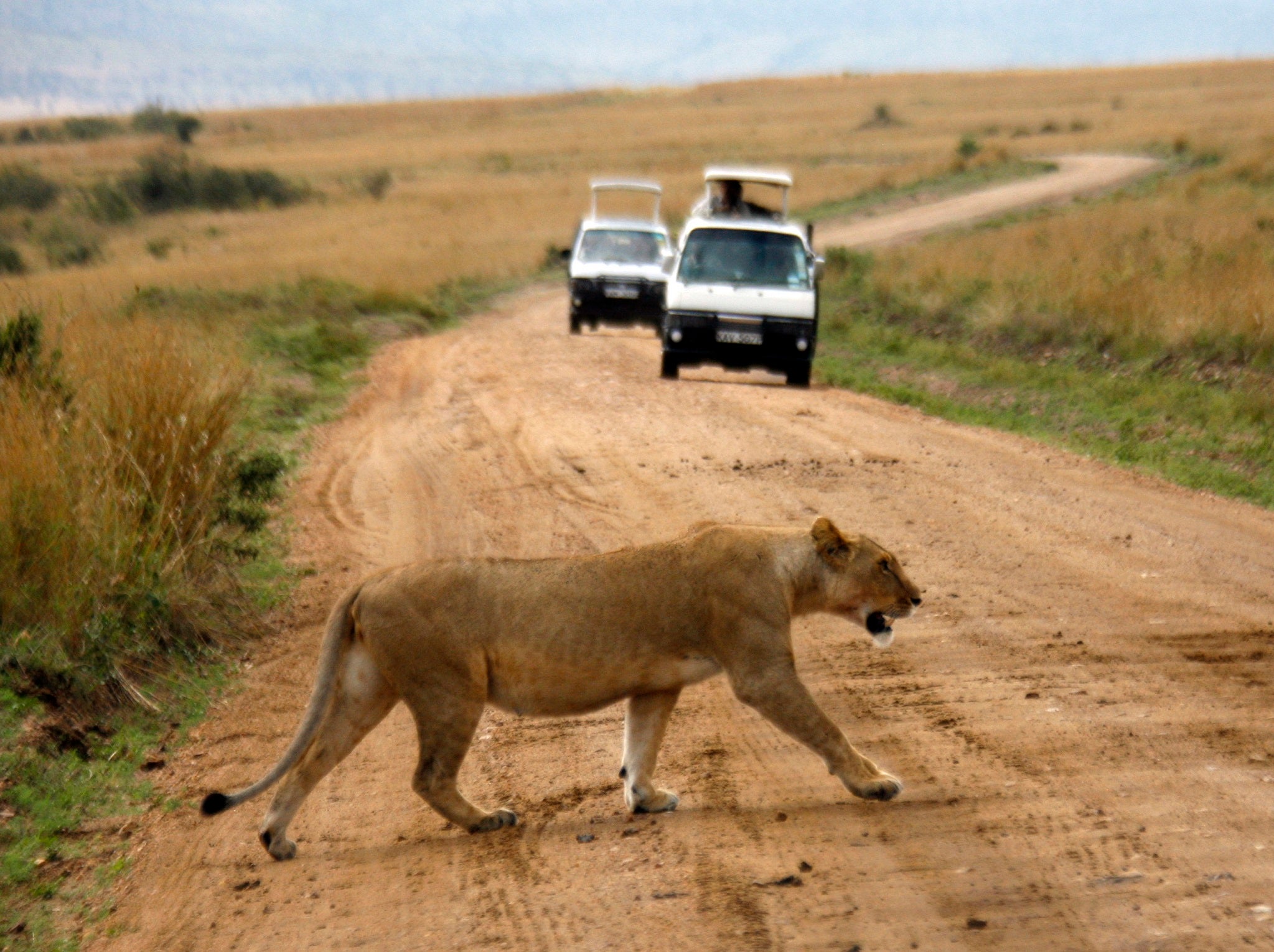 Reports of fatal lion attacks on humans are not uncommon in remote areas of rural Zimbabwe