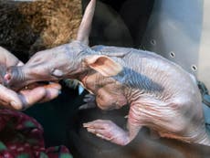 Aardvarks of Kalahari face extinction by starvation as world warms