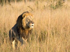 Cecil the lion's son Xanda shot dead by big game hunters