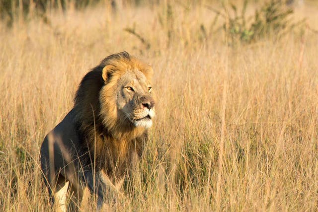 Xanda, Cecil the lion’s oldest cub, was just over six years old and had several young cubs of his own