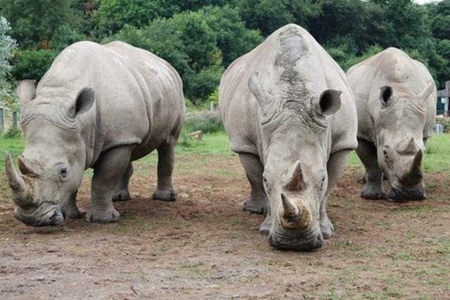 Eggs from these southern white rhinos at Longleat could help to save a critically endangered relation