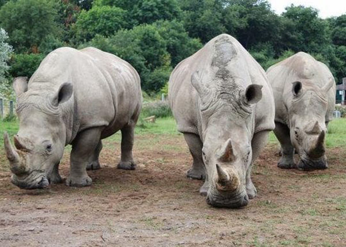 White rhinos: Scientists reveal last-ditch attempt to save endangered