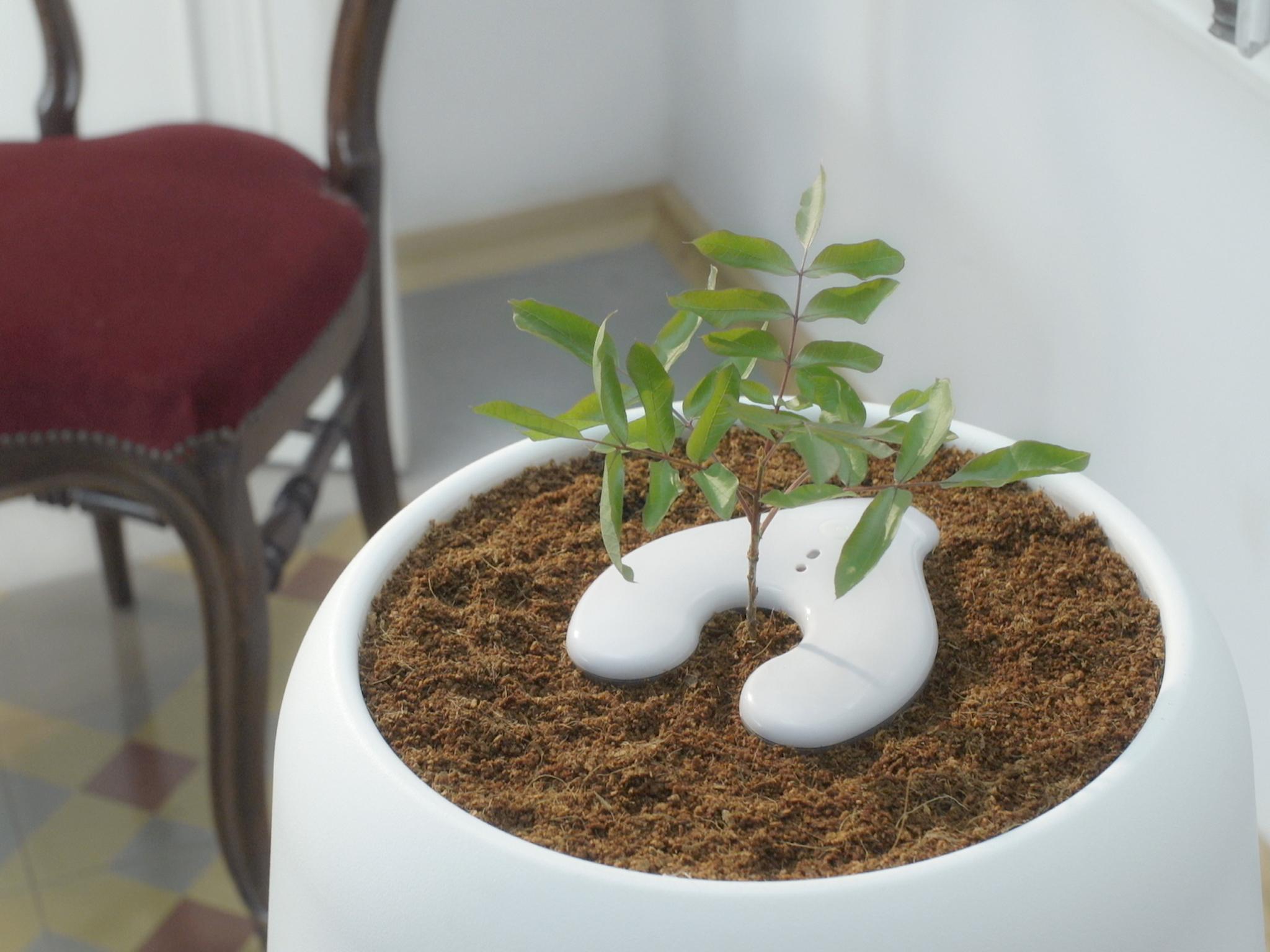 The Bios Incube is a digital incubator that helps buyers grow trees from the ashes of a loved one