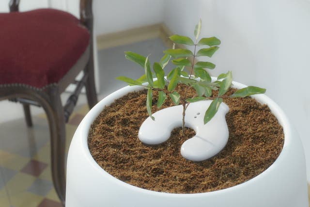 The Bios Incube is a digital incubator that helps buyers grow trees from the ashes of a loved one
