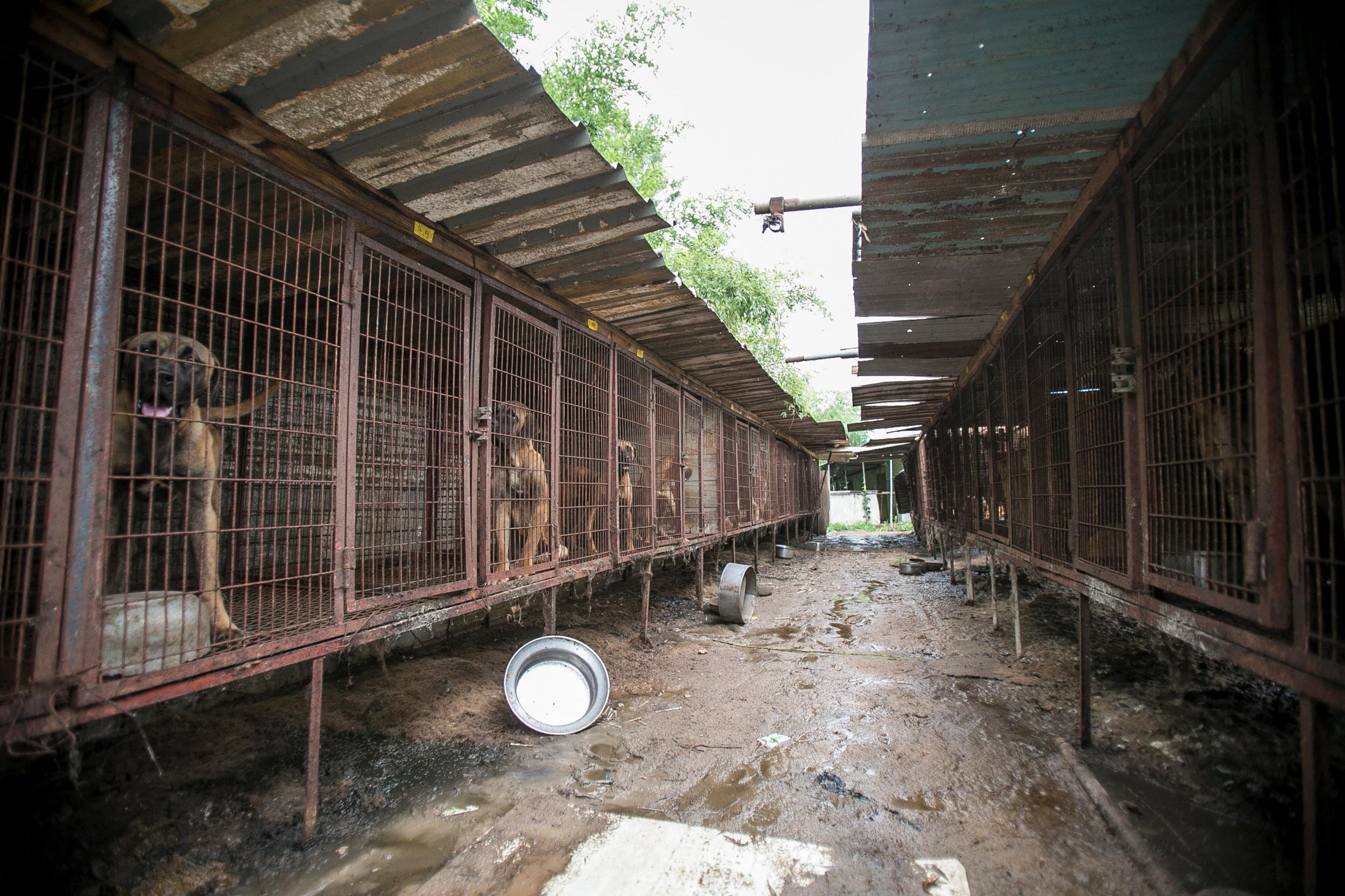 The charity freed 149 dogs in Yesan