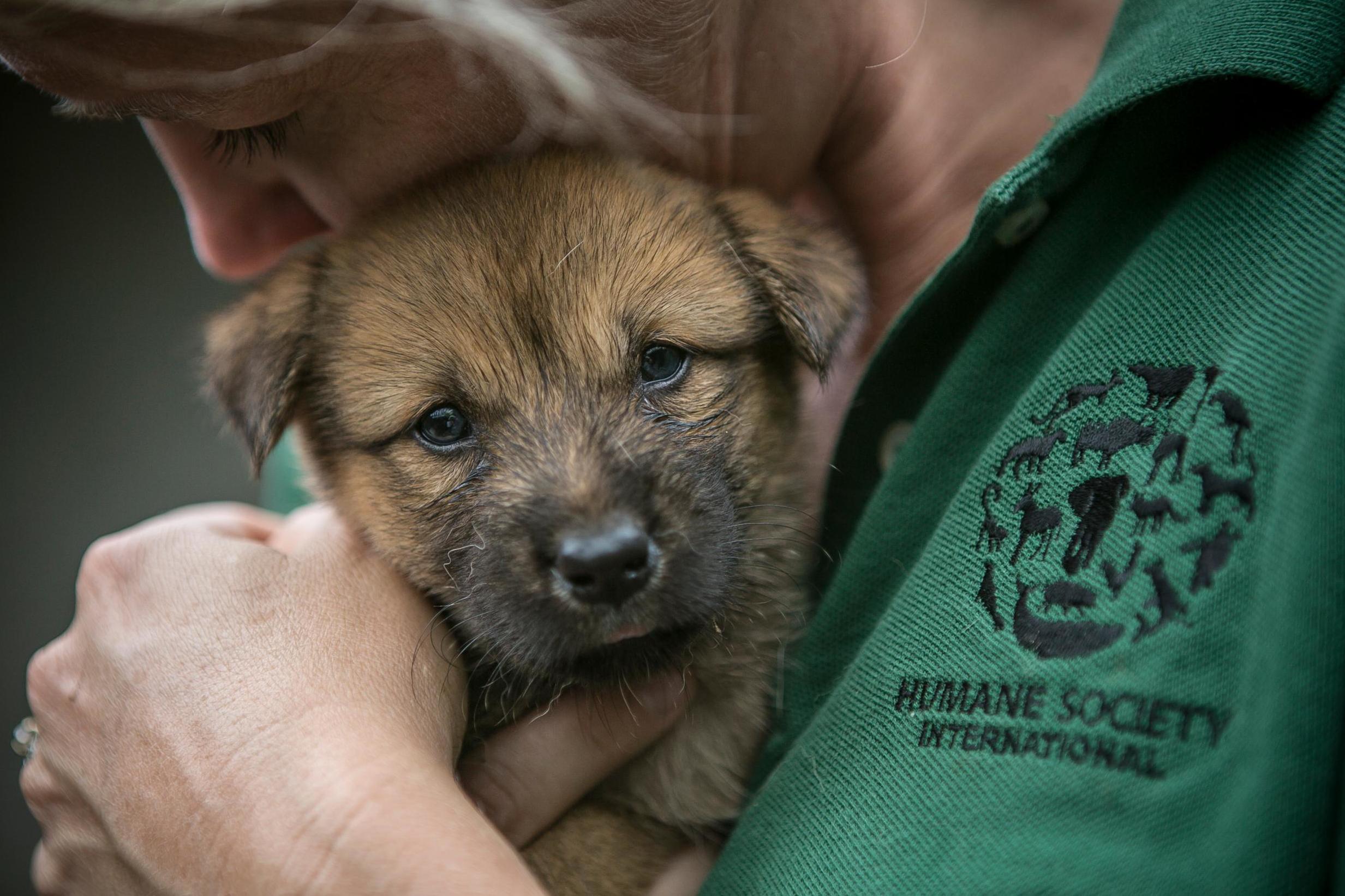 The rescued dogs will be found new homes in the US (Jean Chung for Humane Society International)