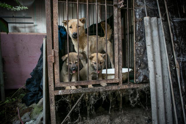 A mother dog and her puppies locked in a cage on the Yesan meat farm