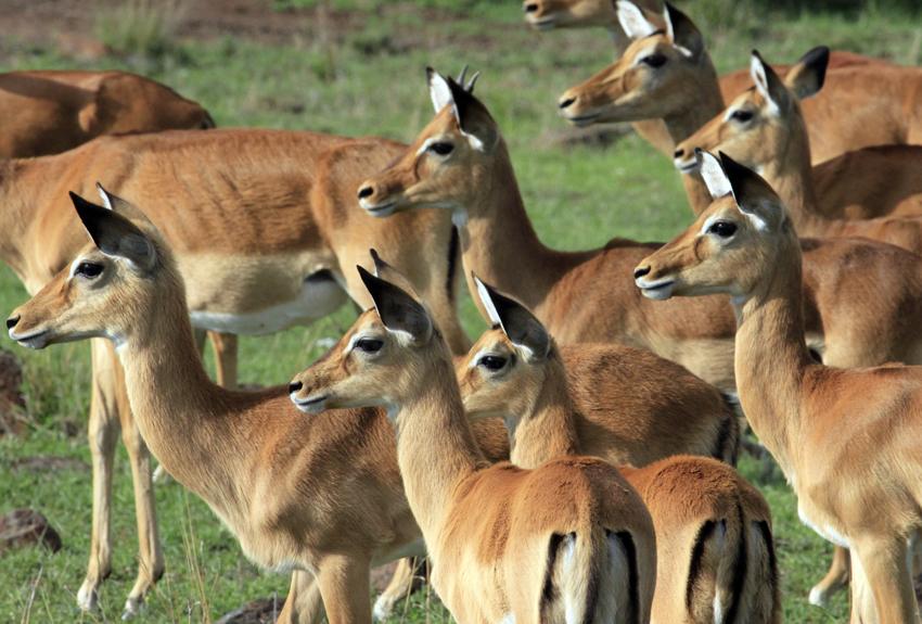 Sue saw flocks of impala with the guides