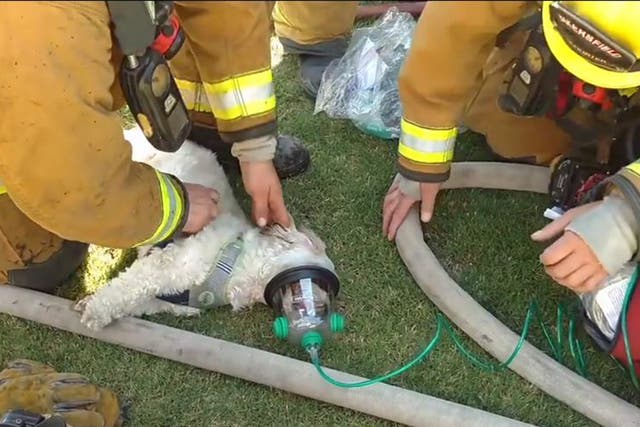 Firefighters in Bakersfield, California, coaxing Jack the Shih-Tzu back to life