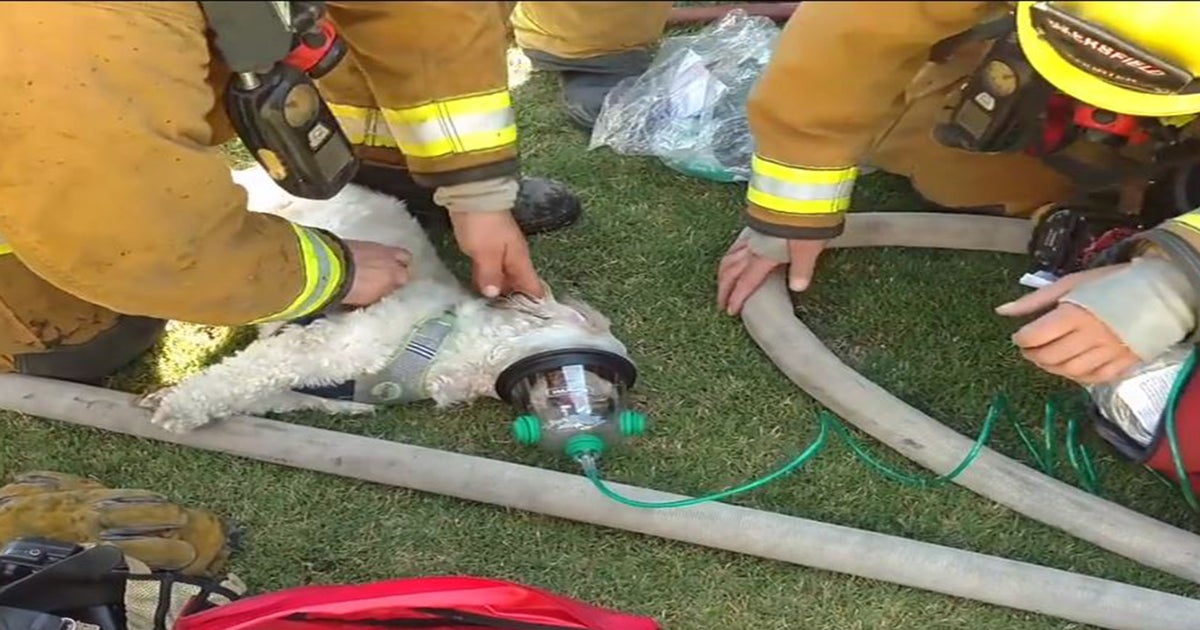 Dog resuscitated by firefighters after house fire in California | The  Independent | The Independent