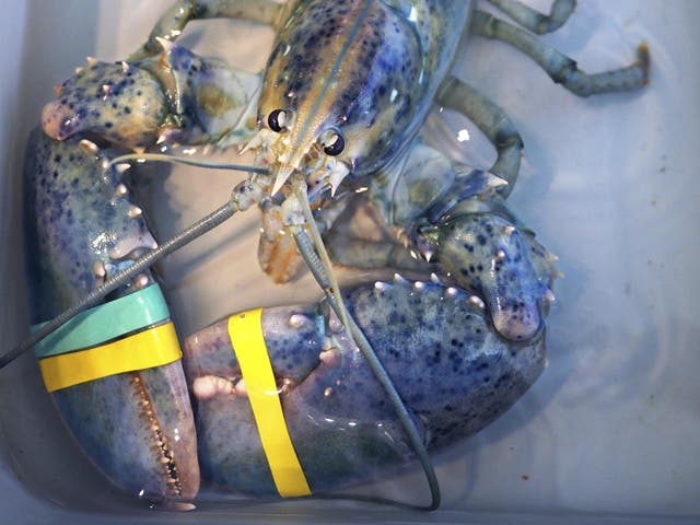 A rare blue lobster caught by local lobsterman Greg Ward on display at the Seacoast Science Center in Rye, New Hampshire