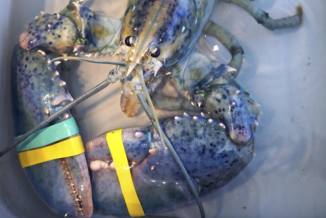 A rare blue lobster caught by local lobsterman Greg Ward on display at the Seacoast Science Center in Rye, New Hampshire