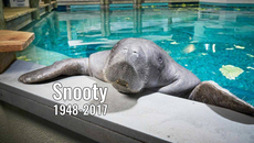 World's oldest known manatee dies aged 69 in 'heartbreaking accident'