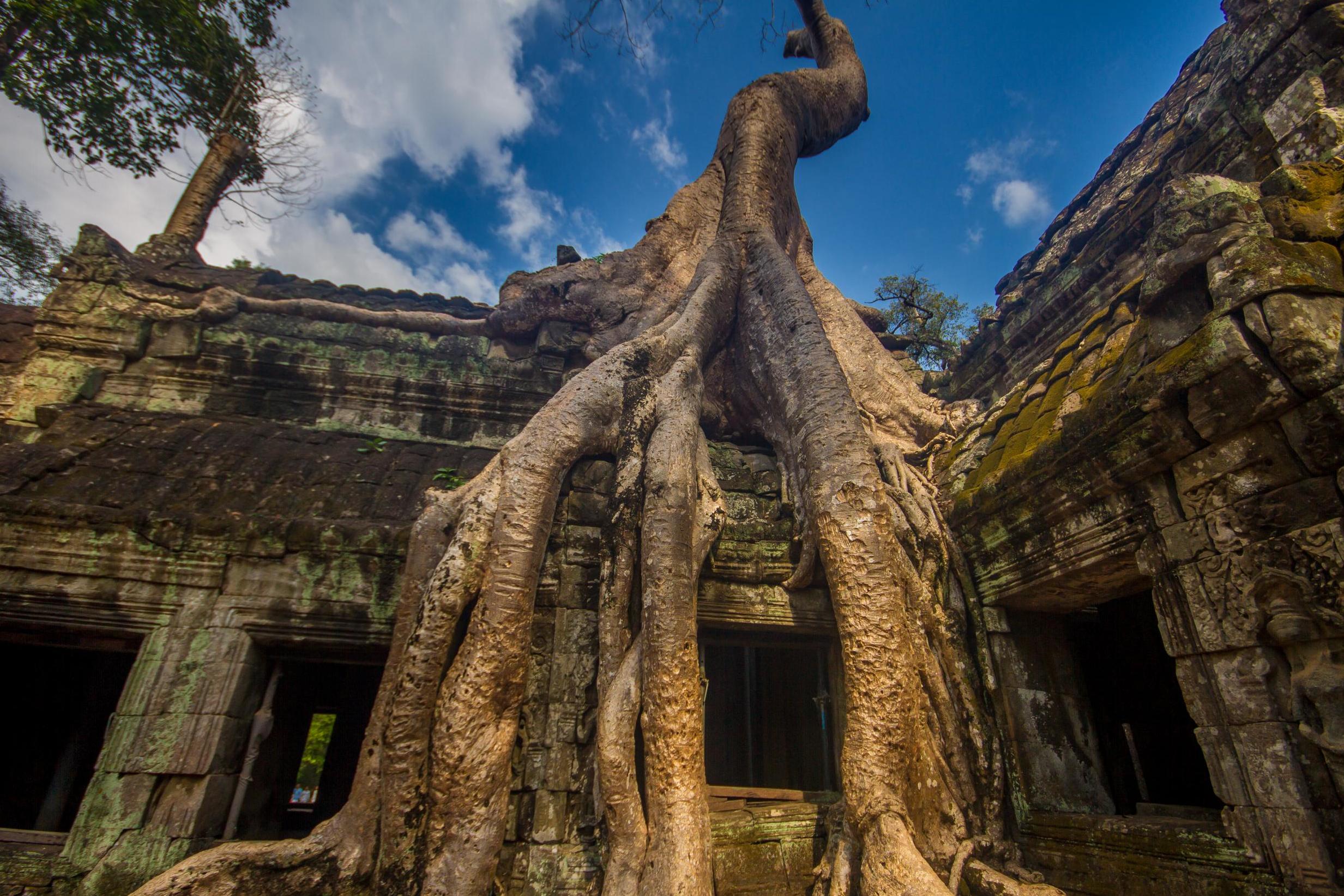 Stop off at the Ta Prohm temple first thing