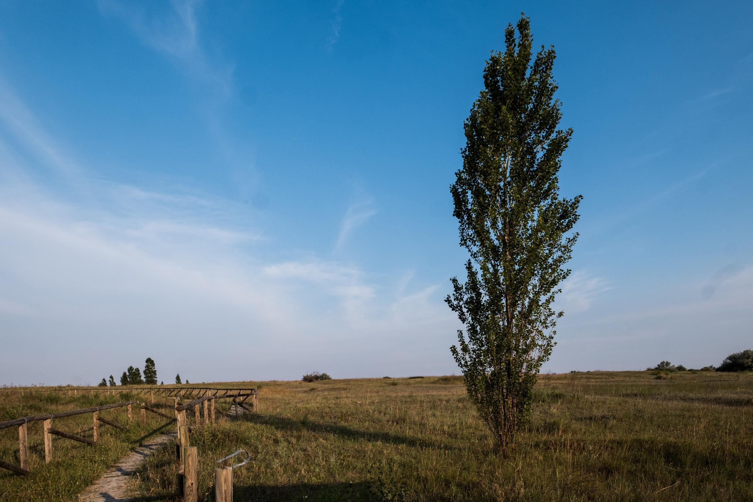 The far end of the Lido is an untouched wilderness (Paolo della Corte)