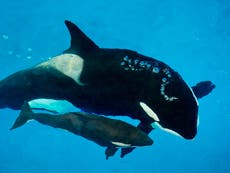 SeaWorld seeks restraining order against animal rights activists