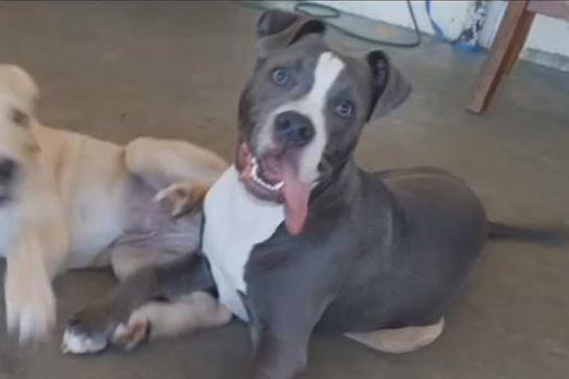Blue was stabbed to death after defending his owner