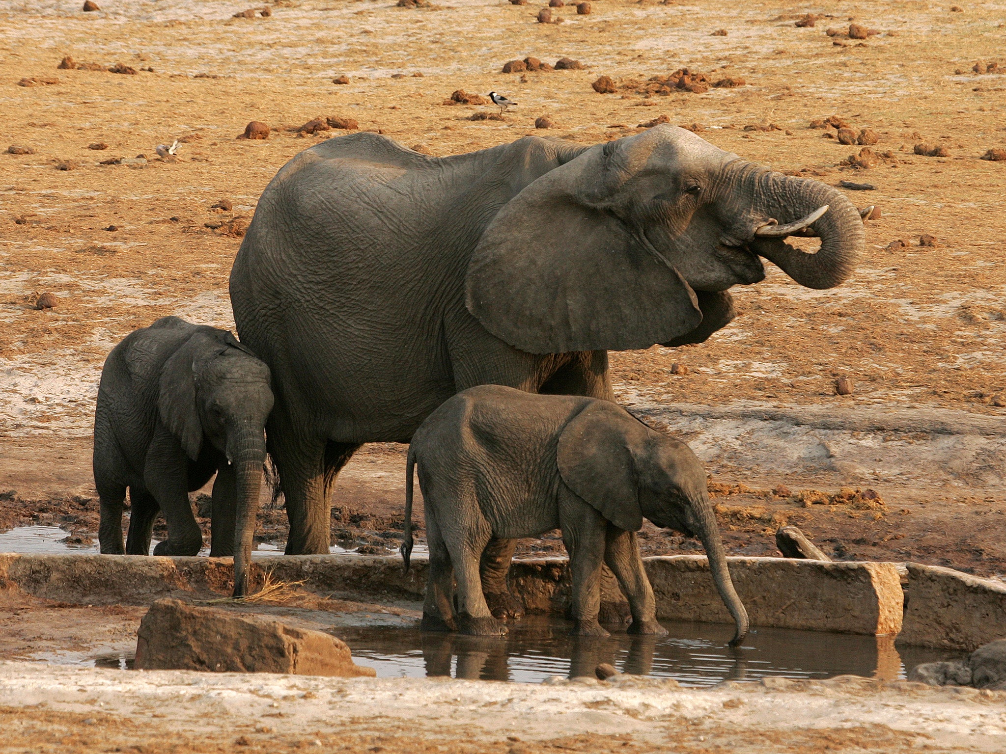 Poachers are increasing resorting to poisoning the water supply as way to kill more animals