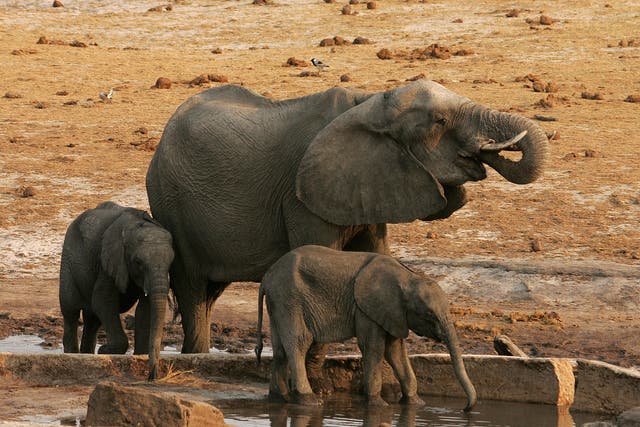Poachers are increasing resorting to poisoning the water supply as way to kill more animals