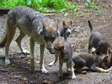 Zoo shoots escaped wolf dead weeks after she gave birth to cubs