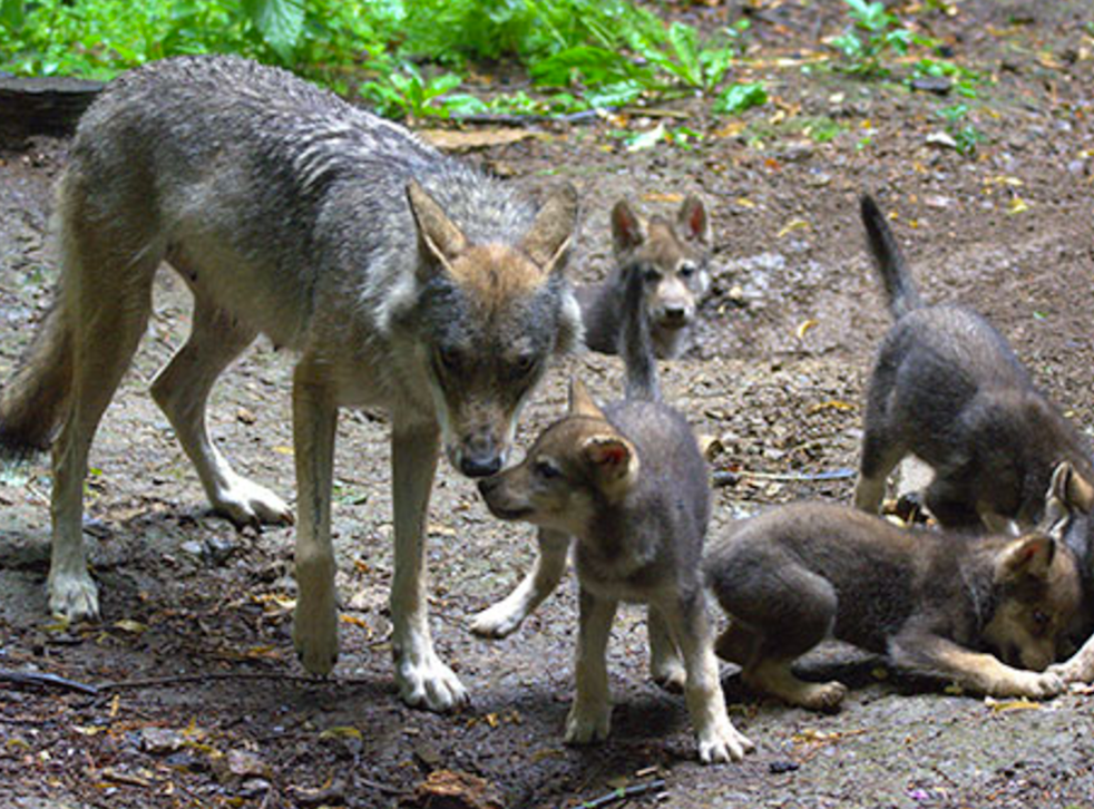 Zoo shoots escaped wolf dead weeks after she gave birth to cubs | The ...