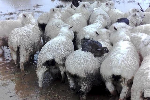 The rabbits hopped onto the sheep's backs to escape rising floodwaters