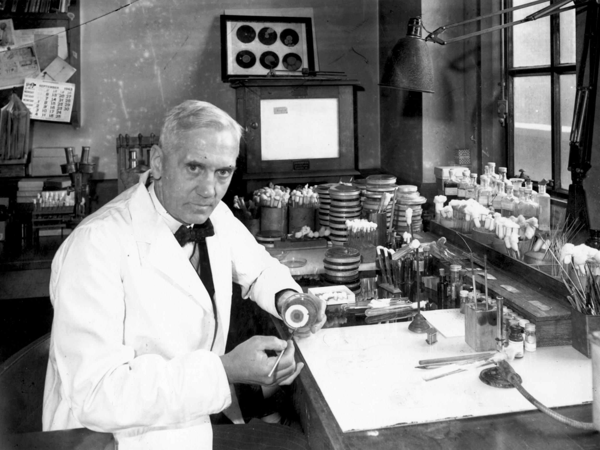 Sir Alexander Fleming (1881-1955) in his laboratory at St Mary’s Hospital in Paddington, London, in October 1943 (Getty)
