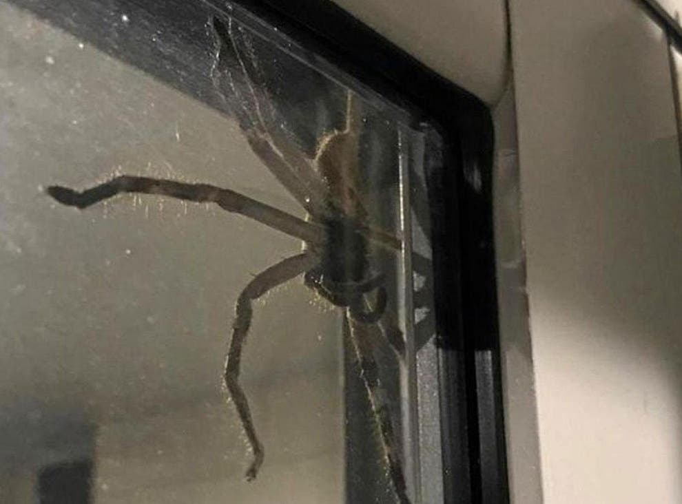Massive And Mean Giant Huntsman Spider Traps Australian Couple In