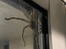 'Massive and mean' giant huntsman spider traps couple in home
