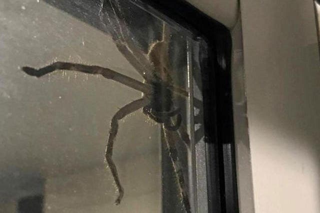 'Aragog' the giant huntsman spider traps a couple in their Queensland home