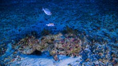 Plans to drill for oil near newly discovered Amazon Reef attacked