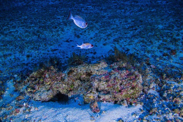 The ‘unique’ newly discovered Amazon Reef is about half the size of Wales