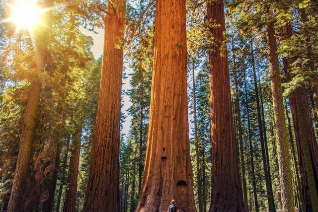Decades of visitors and their cars had put the group of more than 500 redwoods in danger of being loved to death