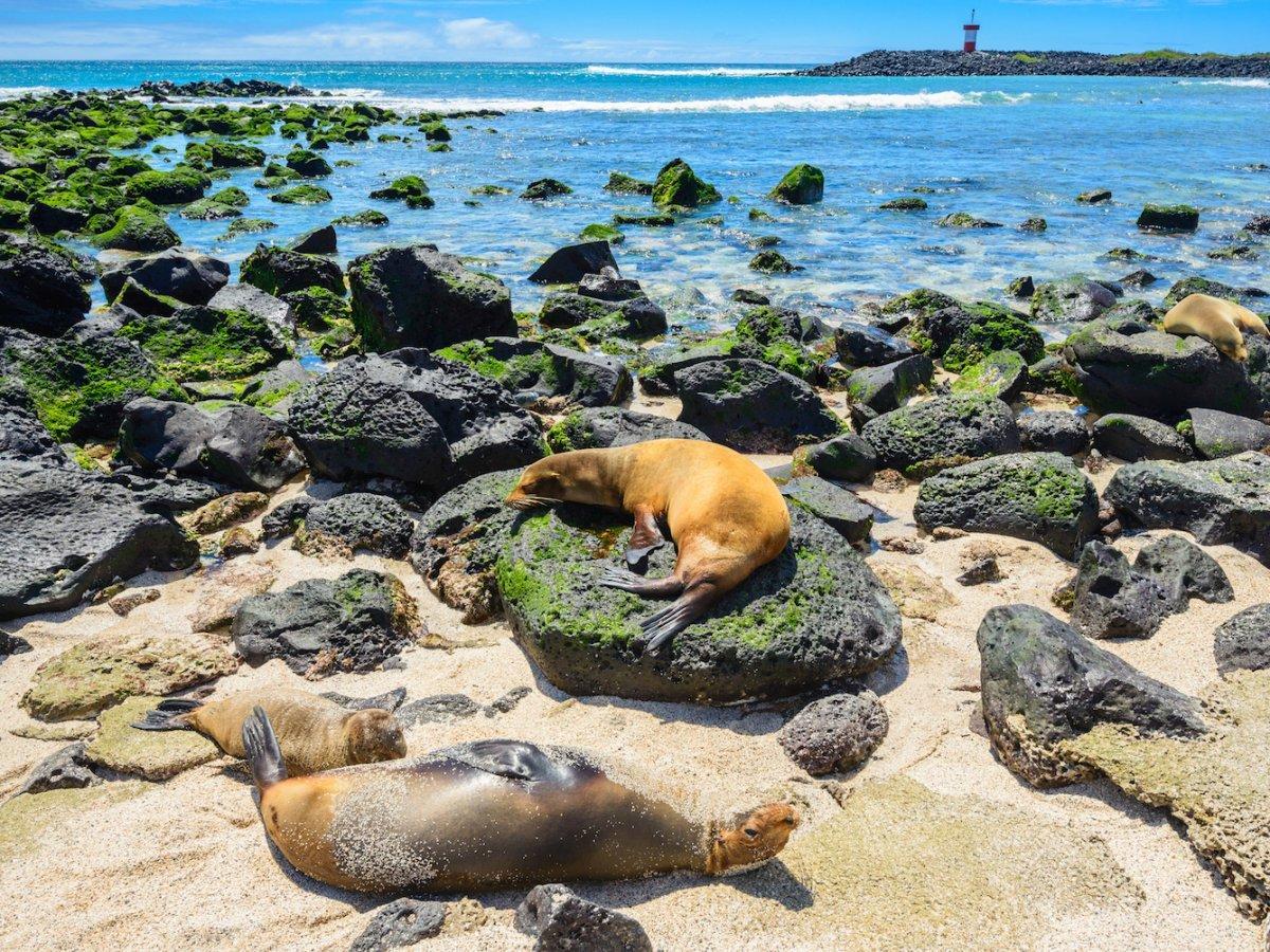 Sea lions laze on immaculate beaches out on the remote islands