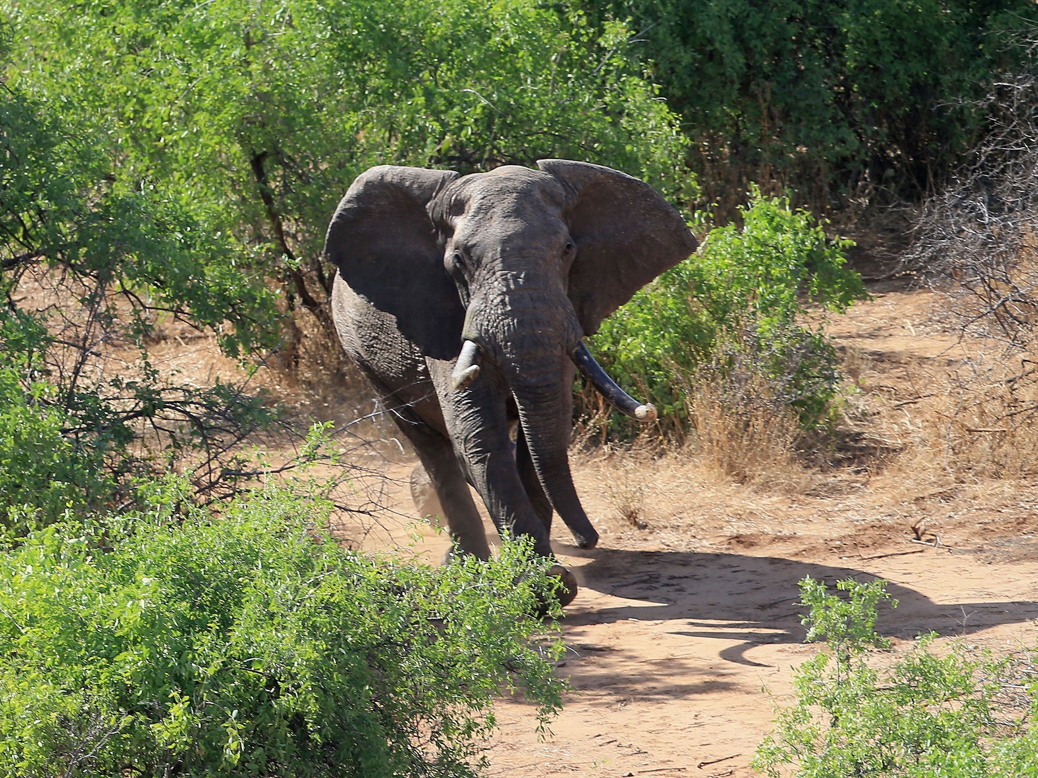 One boasted about killing an endangered African elephant after shooting it