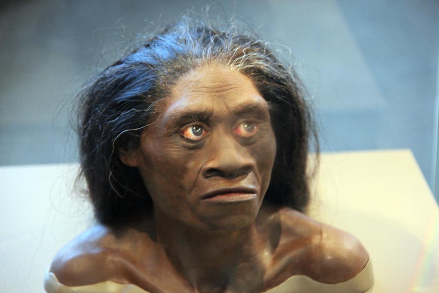 A model of a homo floresiensis, the species went extinct around 50,000 years ago