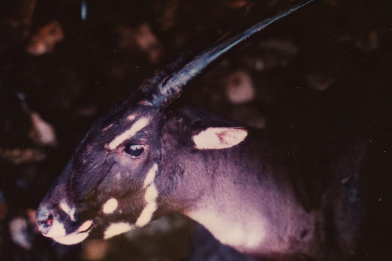 The saola, or Vu Quang ox, was first discovered in 1992 and first photographed in the wild in 1999 (Bill Robichaud)